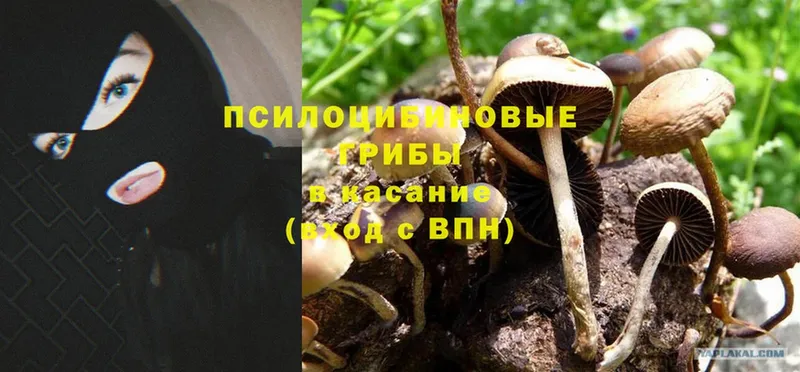 Галлюциногенные грибы MAGIC MUSHROOMS  Зерноград 